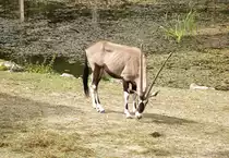 Eine Beisa-Antilope (Oryx heisa) im Tierpark Kolm�rden in �sterg�tland / Schweden. Aufnahme: 22. Juli 2017.