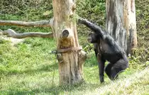 Eine Schimpanse (Pan) im Tierpark Kolm�rden in �sterg�tland / Schweden. Aufnahme: 22. Juli 2017.