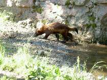 Diese Marder ist ein Vielfrass. 2.7.2006 im Tierpark Kolmrden.
