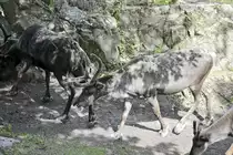 Rentiere (Rangifer tarandus) in der Wildtierabteilung des Freilichtmuseums �Skansen� in Stockholm. Aufnahme: 25. Juli 2017.
