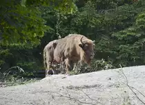 Ein europ�ischer Bison (Bison bonasus) in der Wildtierabteilung des Freilichtmuseums �Skansen� in Stockholm. Aufnahme: 25. Juli 2017.
