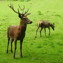 ROTWILD-PAAR IN DILLENBURG-DONSBACH
Ein pr�chtiger Zehnender mit einer seiner  ladies  am8.9.2017 im WILDPARK DONSBACH/bei DILLENBURG-
hier lassen sich die Wildtiere des heimischen Waldes wunderbar beobachten.....