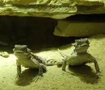 KRONENBASILISK-PAAR IN SIEGEN
�u�erst fotogen in Szene setzten sich diese beiden KRONENBASILISKEN(Laemanctus gerratus) und machten
dem Namen der Echsen-und Reptilienausstellung unter dem Namen  ZEUGEN DER URZEIT  am 2.8.2017
in der CITY-GALERIE SIEGEN alle Ehre...faszinierend!!!!