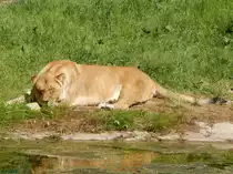 L�we im Rostocker Zoo am 02.06.2016