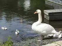 SCHWANENMUTTER MIT NACHWUCHS AUF DER LAHN
In DIEZ/LAHN beobachtet am 8.6.2017 Mama Schwan aufmerksam die Schwimmversuche von 2 aus ihrem
Nachwuchs,w�hrend der Rest der Kleinen sich hinter Mama am Ufer zusammenkuschelt....