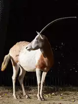 Eine S�belantilope, fotografiert im Zoo Barcelona (Dezember 2011)