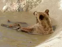 Dieser Braunb�r hat es sich in seinem Pool gem�tlich gemacht. 2.7.2006 im Tierpark Kolm�rden. 

