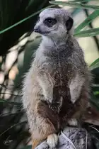 Ein aufmerksames Erdm�nnchen im Zoo Barcelona (Dezember 2011)