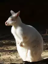 Ein Bennettk�nguru, fotografiert im Zoo Barcelona (Dezember 2011)