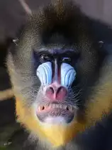 Ein grimmig dreinschauender Mandrill im Zoo Barcelona (Dezember 2011)