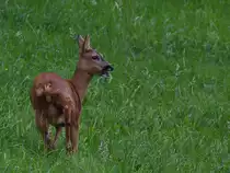 Ein einsames Reh genie�t das satte Gr�n. (Hattingen, Juli 2017)