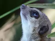 Ein Vogel, ein Flugzeug? Irgendetwas ist da oben!
(Zoo Barcelona, Dezember 2011)