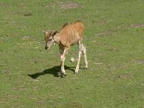 Junge Elenantilope am 2.7.2006 auf der Savanne im Tierpark Kolmrden. 
