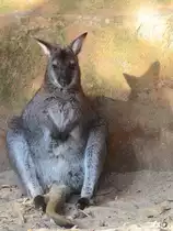 Ein relaxtes Bennettk�nguru, fotografiert im Zoo Barcelona (Dezember 2011)