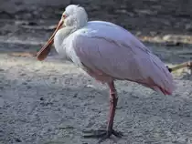 Ein Rosal�ffler, abgelichtet im Dezember 2011 im Zoo Barcelona.