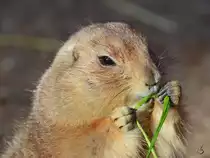 Ein Schwarzschwanzpr�riehund bei einem veganen Mittagssnack. (Zoo Barcelona, Dezember 2011)