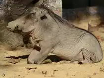 Ein Warzenschwein genie�t die winterliche Sonne im Zoo Barcelona. (Dezember 2017)