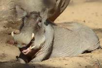 Ein Warzenschwein geniet die winterlichen Sonnenstrahlen im Zoo Barcelona. (Dezember 2017)