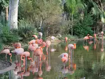 Eine Kolonie Chileflamingos im Zoo Barcelona (Dezember 2011)