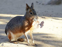 Ein Groer Mara, fotografiert im Zoo Barcelona. (Dezember 2011)