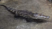 Ein Rautenkrokodil, fotografiert im Zoo Barcelona. (Dezember 2011)