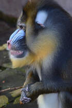 Erinnert mich entfernt an Mr. Burns aus der Simpsons-Serie:  AUSGEZEICHNET! 