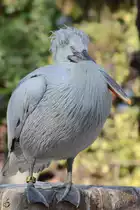 Ein Krauskopfpelikan, fotografiert im Zoo Barcelona (Dezember 2011)