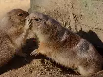 Zwei Schwarzschwanzpr�riehunde im Zoo Barcelona (Dezember 2011)