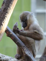 Ein Berberaffe, fotografiert im Zoo Barcelona (Dezember 2011)