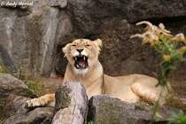  Komm mir ja nicht zu nahe . Indische L�win.