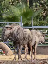 Ein S�dliches Streifengnu, fotografiert im Zoo Barcelona (Dezember 2011)