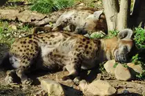 Zwei d�sende T�pfelhy�nen im Zoo Barcelona (Dezember 2011)