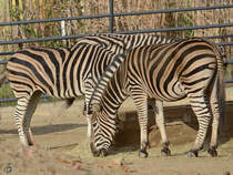 Zwei Chapman-Steppenzebras im Zoo Barcelona. (Dezember 2017)