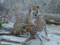 In wenigen Sekunden zahlt sich das Umgarnen aus. (Burgers' Zoo Arnheim, Mrz 2013) 