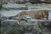 Ein Ceylonleopard bei der Fellpflege im Burgers' Zoo Arnheim. (M�rz 2013)
