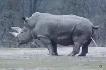 Was raus muss, muss raus. (Burgers' Zoo Arnheim, M�rz 2013) 