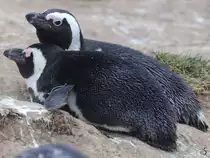 Zwei Brillenpinguine im Burgers' Zoo Arnheim. (M�rz 2013) 