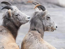 Zwei Kalifornische Dickhornschafe im Burgers' Zoo Arnheim. (Mrz 2013)