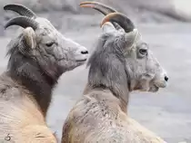 Zwei Kalifornische Dickhornschafe im Burgers' Zoo Arnheim. (M�rz 2013)