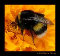 Hummel (Bombus) auf einer Tagetes-Bl�te - Botanischer Garten Duisburg