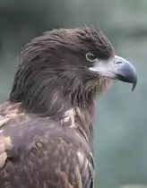 Ein Europ�ischer Seeadler, abgelichtet im Burgers' Zoo Arnheim. (M�rz 2013)