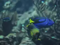 Ein Palettendoktorfisch, abgelichtet im Burgers' Zoo Arnheim. (M�rz 2013)