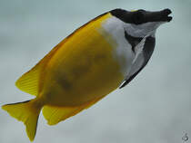 Ein Fuchsgesicht, abgelichtet im Burgers' Zoo Arnheim. (Mrz 2013)
