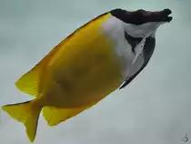 Ein Fuchsgesicht, abgelichtet im Burgers' Zoo Arnheim. (M�rz 2013)