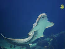 Ein Zebrahai, abgelichtet im Burgers' Zoo Arnheim. (Mrz 2013)