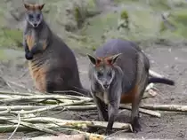 Schwarzschwanzk�ngurus, fotografiert im Burgers' Zoo Arnheim. (M�rz 2013)