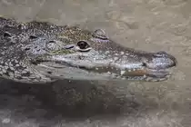 Ein Rautenkrokodil, fotografiert im Zoo Barcelona. (Dezember 2011)