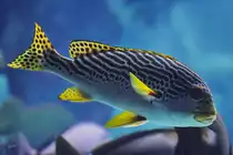 Eine Diagonals��lippe, fotografiert im Burgers' Zoo Arnheim. (M�rz 2013)