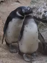 Brillenpinguine, abgelichtet im Burgers' Zoo Arnheim. (M�rz 2013)