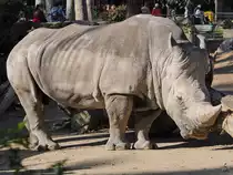 Ein S�dliches Breitmaulnashorn, fotografiert im Zoo Barcelona. (Dezember 2011)